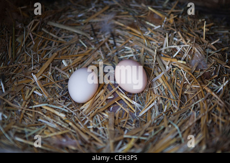 Two freshly laid eggs Stock Photo