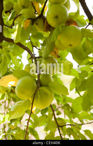 In the orchard, apples ripen on the tree branch Stock Photo - Alamy