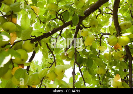 Green apples on an apple tree Stock Photo