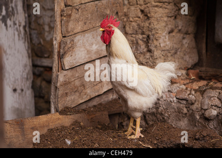 Free-rage Chicken Farm-a white cockerel Stock Photo