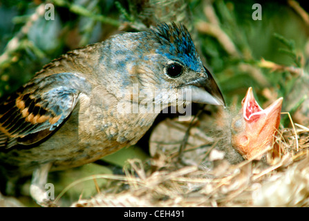 Female Blue Grosbeak (Guiraca caerulea) at nest of snakeskin peers at her newborn nestling, Missouri USA Stock Photo