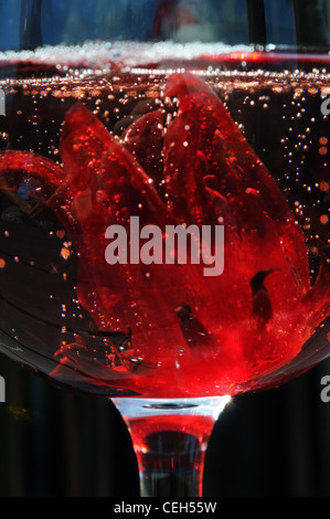 A hibiscus flower in a glass of champagne Stock Photo