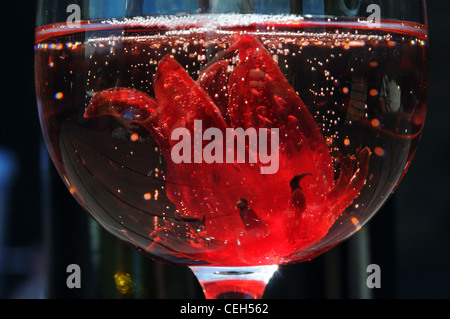 A hibiscus flower in a glass of champagne Stock Photo