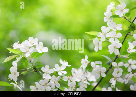 Blooming branch of plum tree