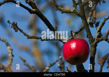 Red apple in leafless tree Stock Photo