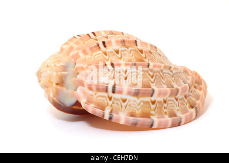 A ribben pink shell isolated on white background Stock Photo