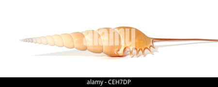 A long shell (Tibia Fusus) isolated on white background Stock Photo