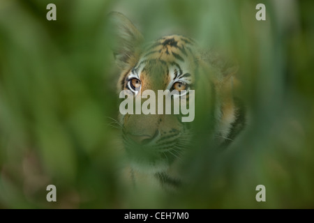 Bengal Tiger Panthera tigris tigris in thick cover Stock Photo