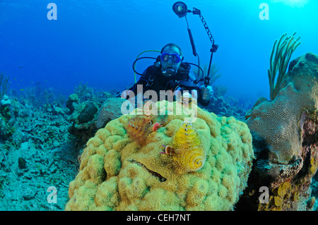 Caribbean coral reef with Christmas tree worms and scuba diver, Cienfuegos, Punta Gavilanes, Cuba, Caribbean Stock Photo