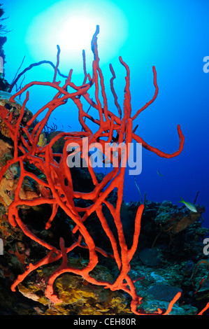 Caribbean coral reef with red row pore rope sponges, Trinidad, Pared de Maria Agiula, Cuba, Caribbean Stock Photo