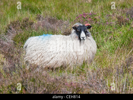 White Sheep in Dartmoor National Park, Devon, England Stock Photo