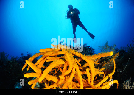 scuba diver with yellow rope sponge, Maria La Gorda, Almirante, Cuba, Caribbean Stock Photo