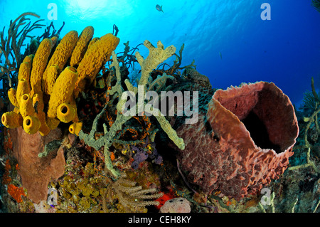 Caribbean coral reef with yellow tube sponge and Giant Caribbean barrel sponge and scuba diver, Maria La Gorda, Almirante, Cuba Stock Photo