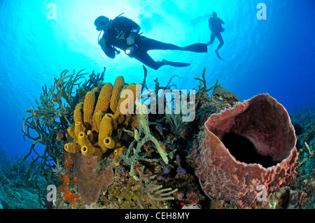 Caribbean coral reef with yellow tube sponge, Giant Caribbean barrel sponge and scuba diver, Maria La Gorda, Almirante, Cuba Stock Photo