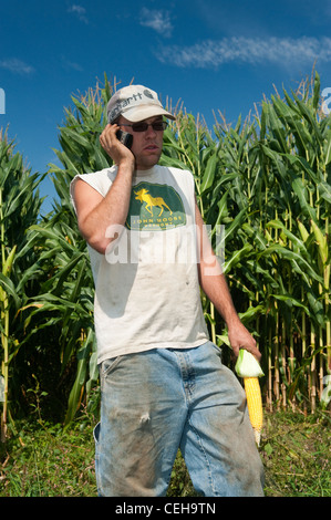 Farmer in field of maize talking on cell phone. Pennsylvania, USA. Stock Photo