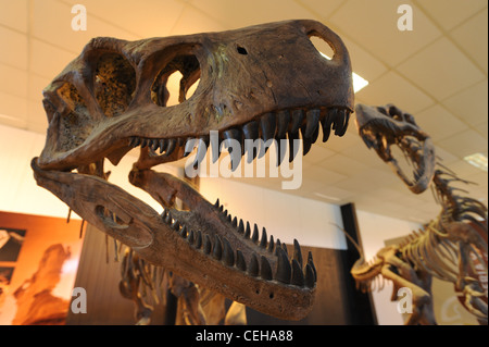 dinosaurs skeletons at the museum of Valle de la luna national park Stock Photo
