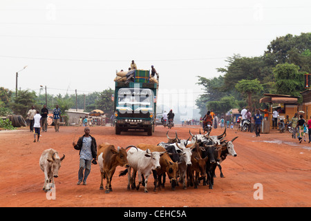 A herd of cows in the main street of Duekoué  Republic of Côte d'Ivoire Ivory Coast Stock Photo