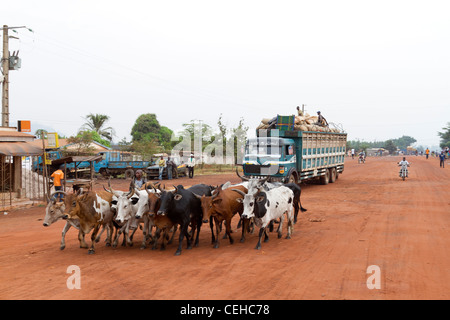 A herd of cows in the main street of Duekoué  Republic of Côte d'Ivoire Ivory Coast Stock Photo