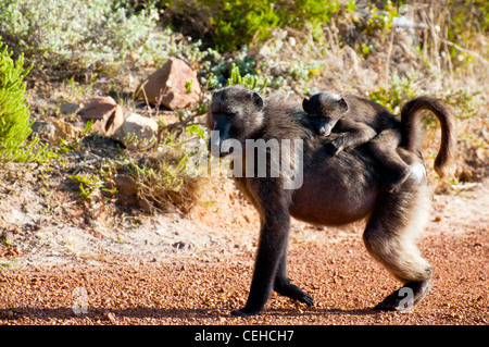 Chacma baboons, Cape Town, South Africa, Stock Photo