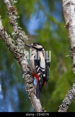 Great Spotted Woodpecker (Picoides major / Dendrocopos major) female perched in birch tree covered in lichen, Sweden