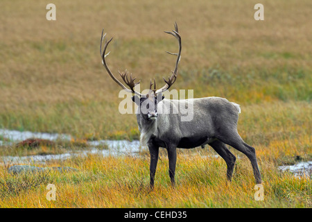 Reindeer (Rangifer tarandus) bull on the tundra in autumn, Lapland, Sweden Stock Photo