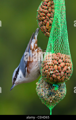 Eurasian Nuthatch (Sitta europaea) eating peanuts from bird feeder, Sweden Stock Photo