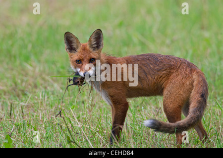 Red Fox (Vulpes vulpes) juvenile with caught mouse in mouth Stock Photo