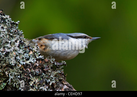 Eurasian Nuthatch (Sitta europaea) perched on branch covered in lichen, Sweden Stock Photo
