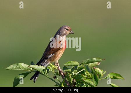 Linnet (Carduelis cannabina) male perched on branch, Germany Stock Photo