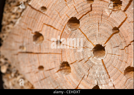 Insect nesting habitat made from a tree trunk Stock Photo