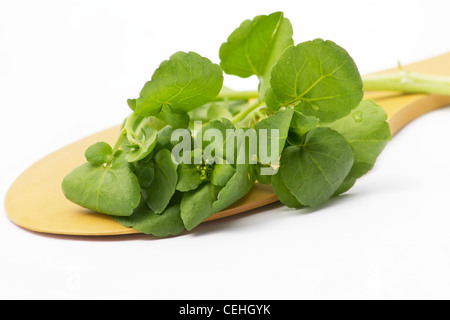 Watercress on wooden spoon on white background Stock Photo