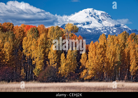 Autumn afternoon clearing reveals Washington's second tallest peak, Mt Adams (12,307) with this grove of aspen trees in Glenwood Stock Photo