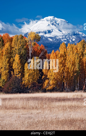 Autumn afternoon clearing reveals Washington's Mt Adams (12,307) with this grove of aspen trees in Glenwood Valley. Stock Photo