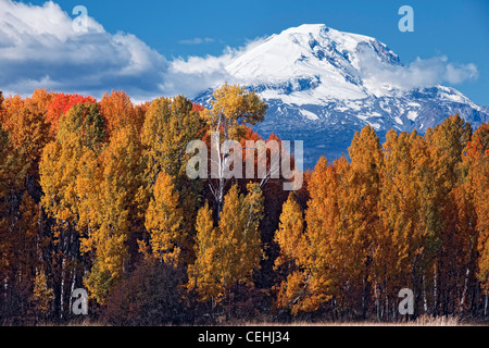 Autumn afternoon clearing reveals Washington's Mt Adams (12,307) with this grove of aspen trees in Glenwood Valley. Stock Photo