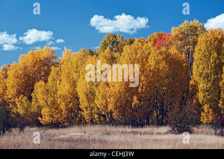 Afternoon clouds pass over this grove of autumn gold aspen trees in Washington’s Glenwood Valley. Stock Photo