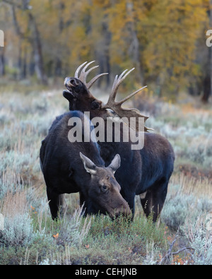 A mating pair of moose (Alces alces), Grand Teton National Park, Wyoming Stock Photo