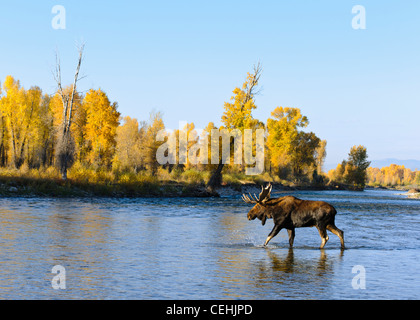 A bull moose (Alces alces) crosses the Gros Ventre River following a cow during the rut, Grand Teton National Park, Wyoming Stock Photo