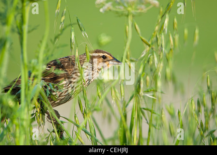 Red-winged Blackbird (Agelaius phoeniceus), White Rock Lake, Dallas, Texas Stock Photo