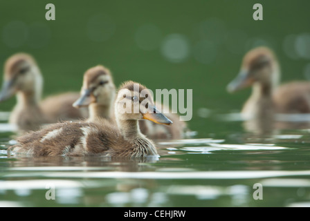 Wood Duck Ducklings (Aix sponsa), White Rock Lake, Dallas, Texas Stock Photo