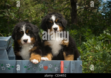 Bernese Mountain Dogs-two puppies in cart Stock Photo
