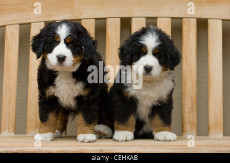 Two Bernese Mountain dogs  on bench Stock Photo