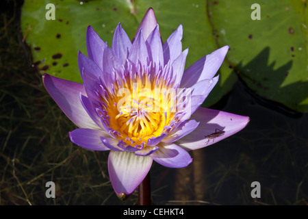 Purple with yellow large open water lily floating, large leafs in the top of the image, an insect on the lily and a lot of lily