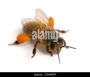 Western honey bee or European honey bee, Apis mellifera, in front of white background Stock Photo