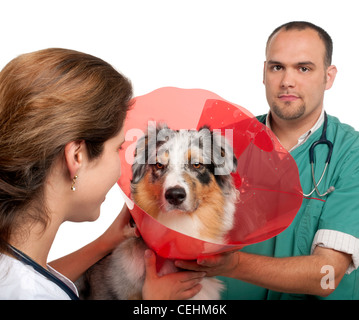 Vets putting a space collar on an Australian Shepherd in front of white background