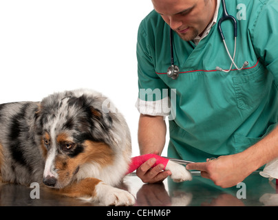 Vet wrapping a bandage around an Australian shepherd's paw in front of white background Stock Photo