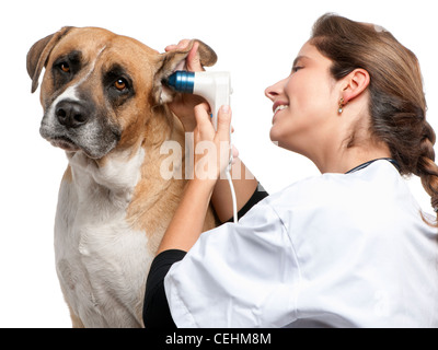 Vet examining a crossbreed dog's ear with an otoscope in front of white background Stock Photo