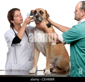 Vet examining a crossbreed dog's ear with an otoscope in front of white background Stock Photo