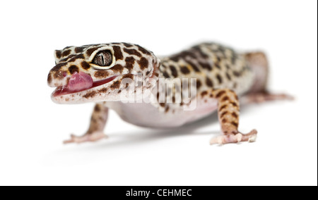 Leopard Gecko, Eublepharis macularius, in front of white background Stock Photo