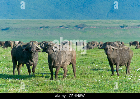 African Buffalo Syncerus caffer in Ngorongoro Crater Tanzania Stock Photo