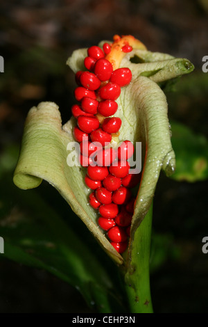 Red Fruits Of An Arum Lily Stock Photo